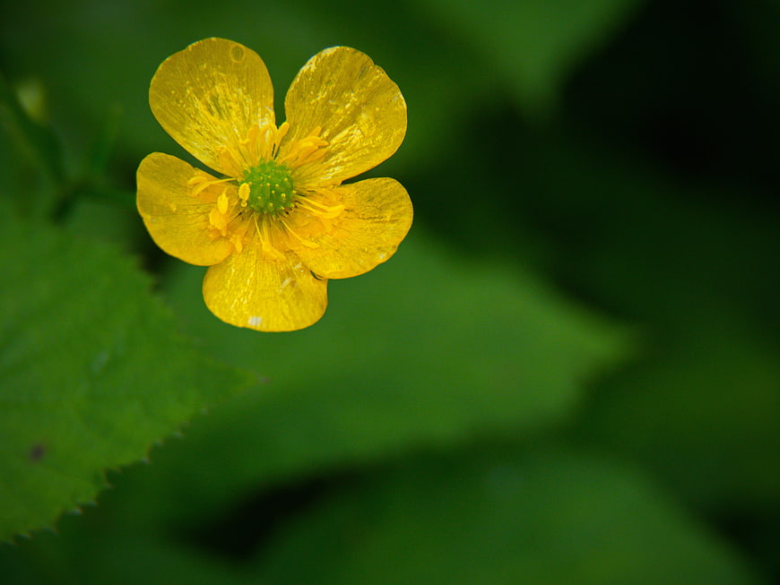 Close-up of a yellow buttercup flower on green background