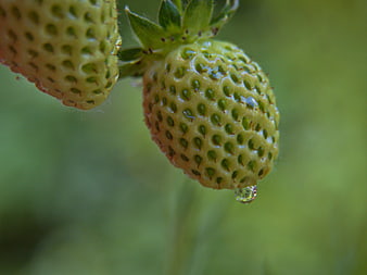 Close-up of unripe green strawberries with water droplet