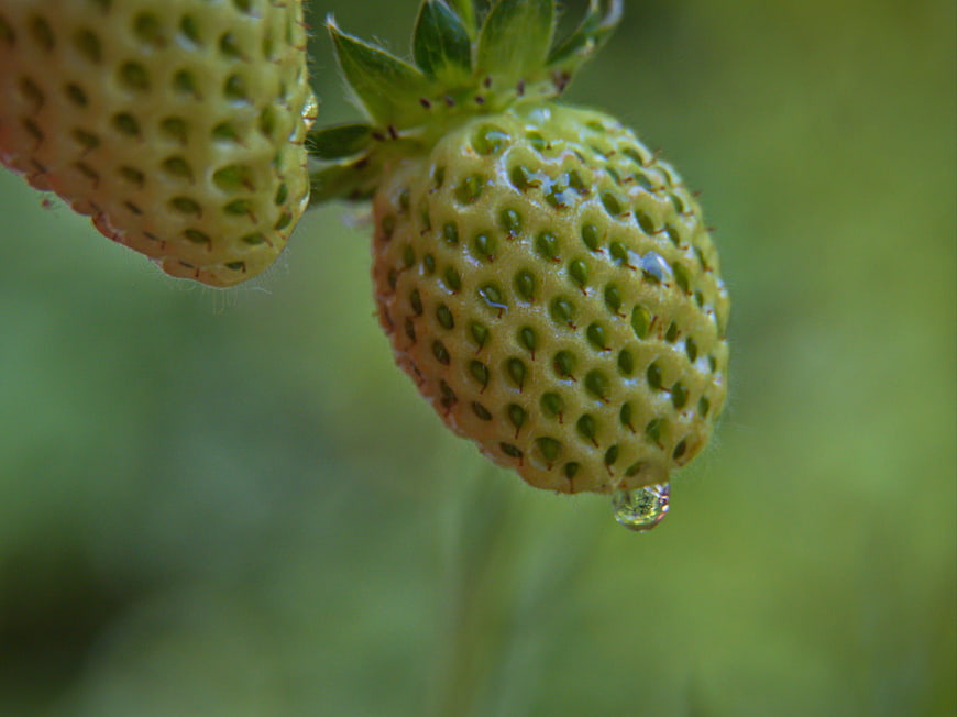 Close-up of unripe green strawberries with water droplet