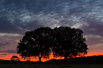Silhouette of Two Trees Against Dramatic Sunset Sky