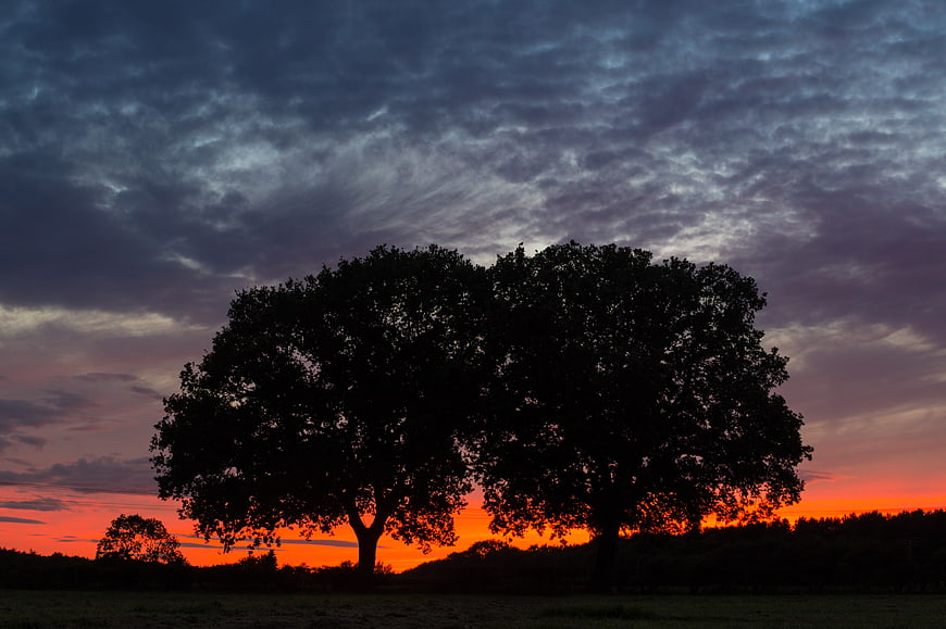 Silhouette of Two Trees Against Dramatic Sunset Sky