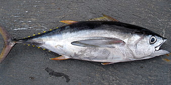 Fresh Bigeye Tuna Fish Lying On Wet Asphalt Surface