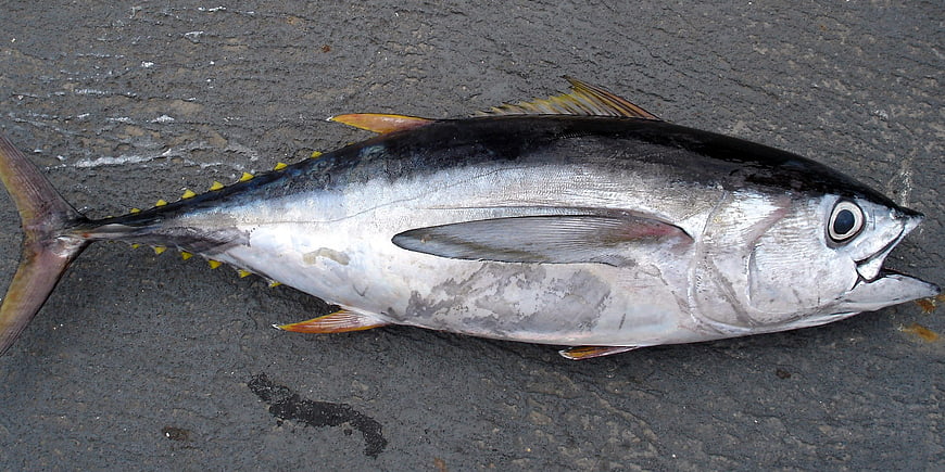 Fresh Bigeye Tuna Fish Lying On Wet Asphalt Surface