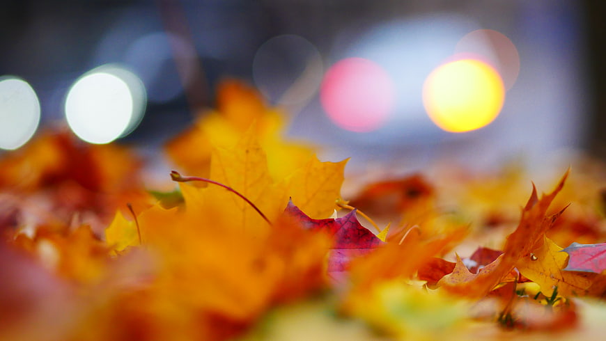Close-up of colorful autumn maple leaves with bokeh lights
