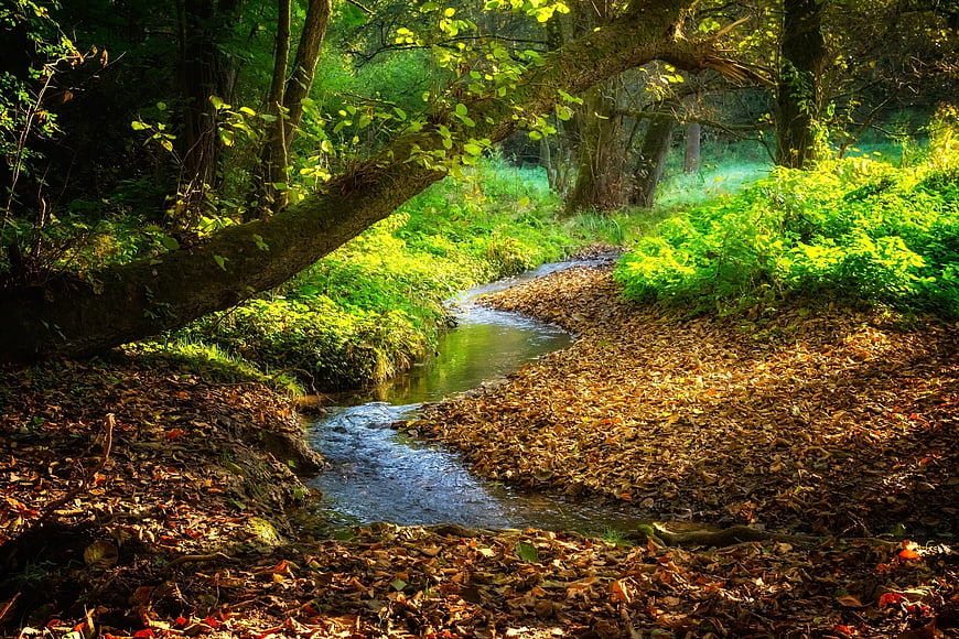 Sunlit Forest Stream Winding Through Autumn Leaves And Green Foliage