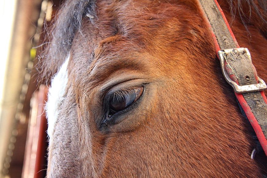 Close-up of a brown horse's eye with white marking