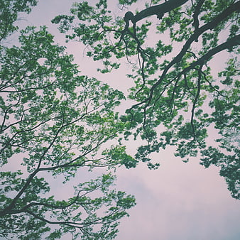 Low angle view of green tree branches against a pastel sky
