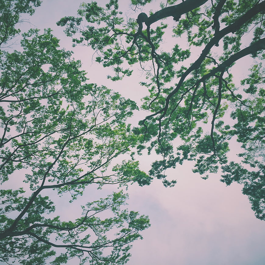 Low angle view of green tree branches against a pastel sky