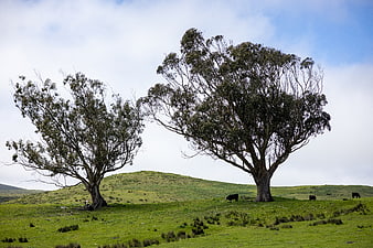 Two large trees in a green pasture with grazing cattle