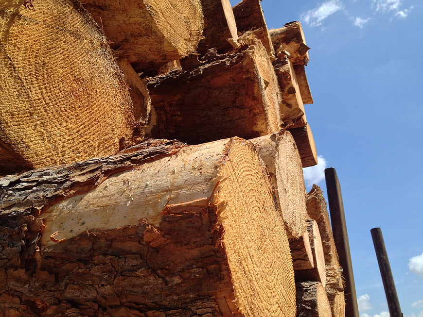 Stacked Pine Logs with Blue Sky Background
