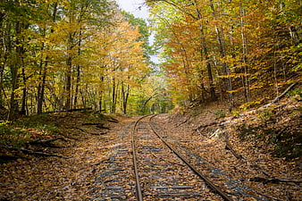 Abandoned Railway Tracks Winding Through Autumn Forest