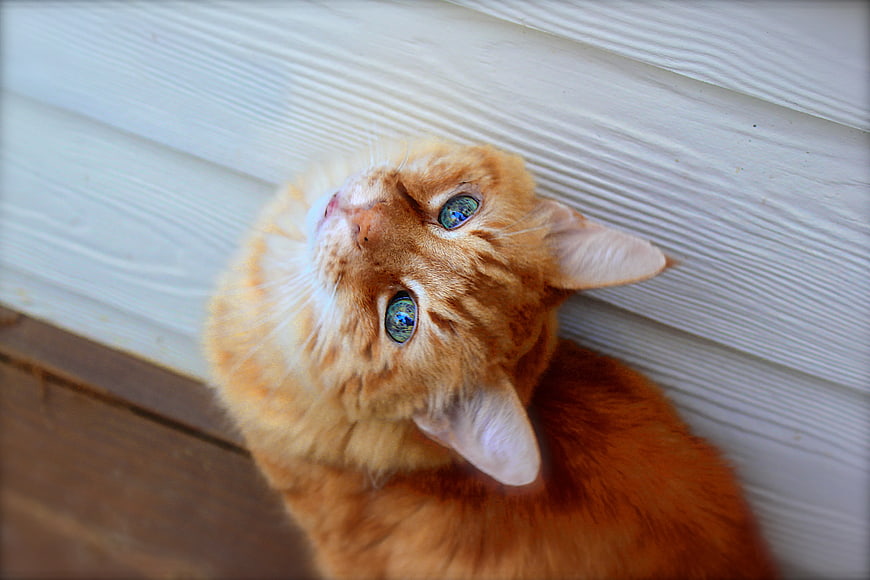 Close-up of Ginger Tabby Cat with Blue Eyes