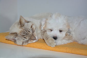 Sleeping Tabby Cat And White Puppy On Yellow Cushion