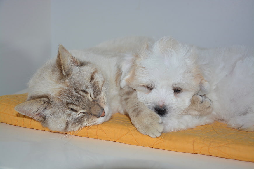 Sleeping Tabby Cat And White Puppy On Yellow Cushion