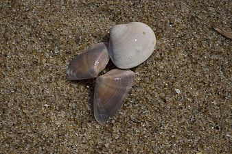 Three seashells resting on wet sand at the beach