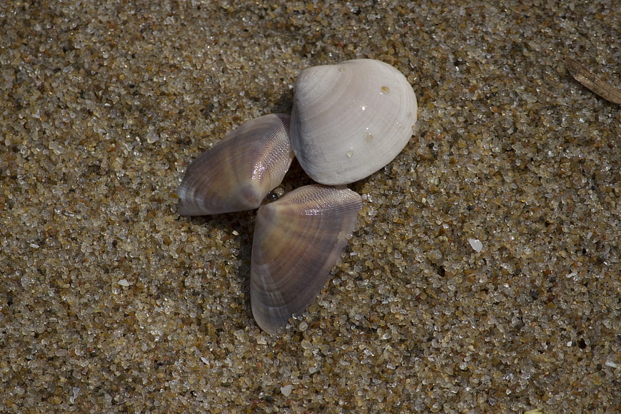 Three seashells resting on wet sand at the beach