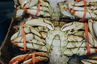 Fresh Snow Crabs with Rubber Bands on Ice