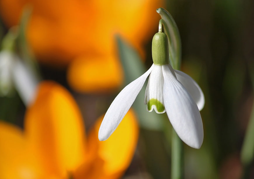 White Snowdrop Flower with Green Markings and Orange Background