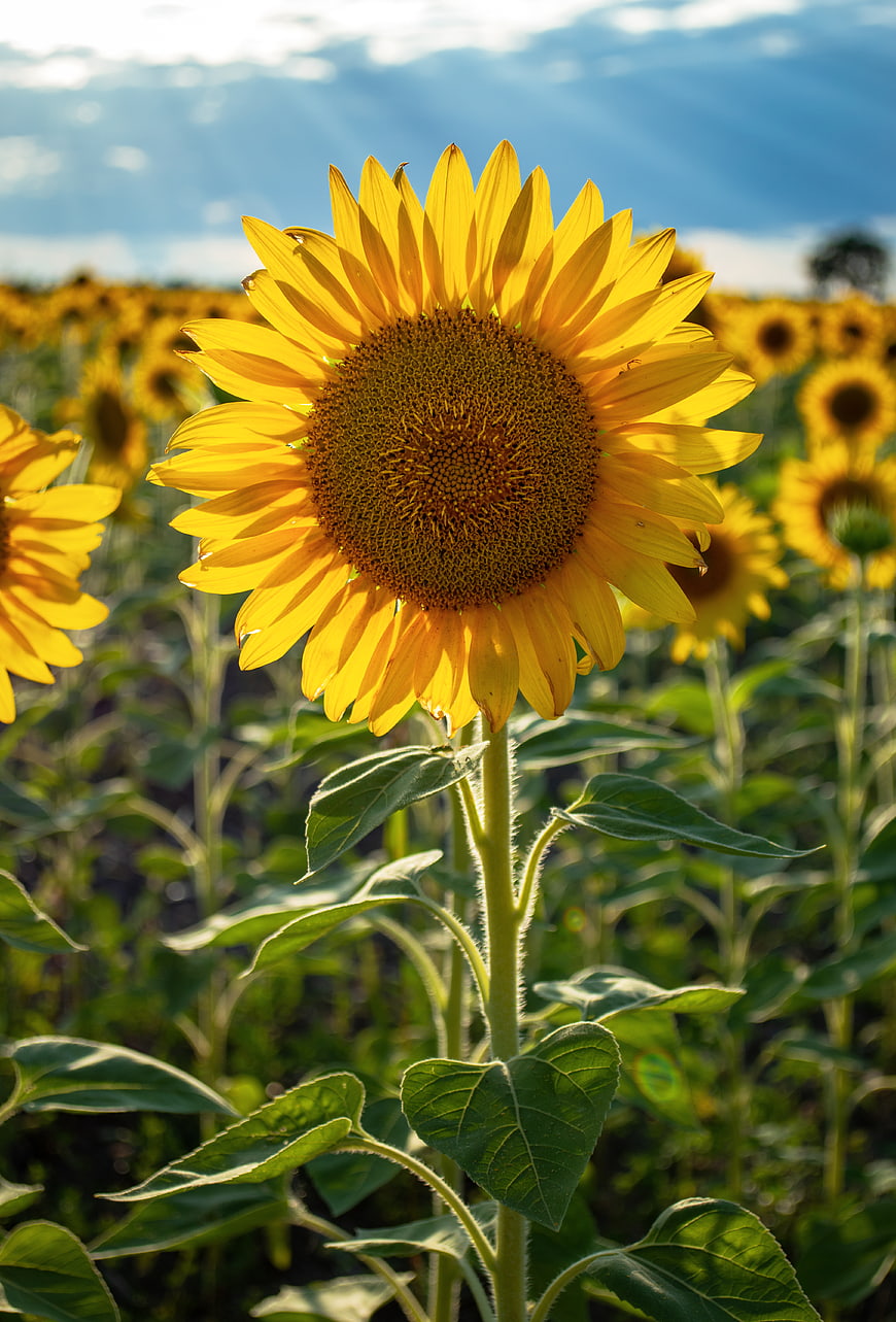 Vibrant Sunflower Close-Up in a Sunny Field