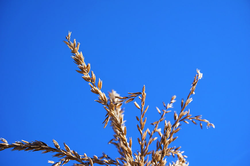Dried Wheat Stalks Against Vibrant Blue Sky
