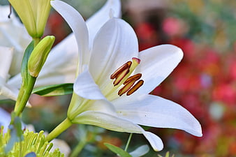 Close-up of a white lily flower with brown stamens and green buds