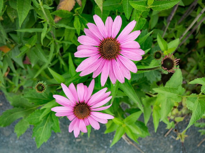 Pink Coneflowers Blooming in Green Garden