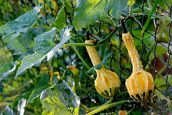 Yellow crookneck squash growing on vine in garden