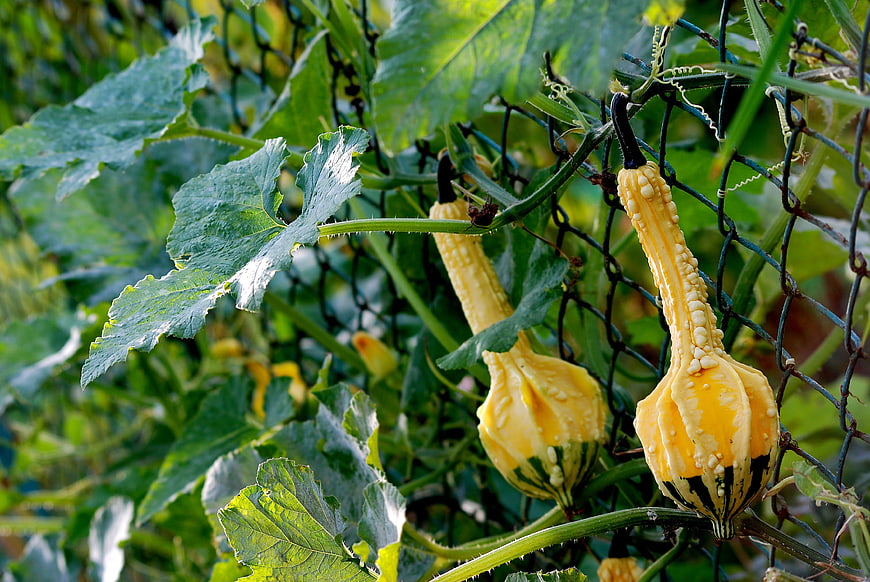 Yellow crookneck squash growing on vine in garden