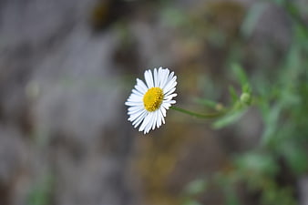 Close-up of a white daisy with yellow center on blurred background