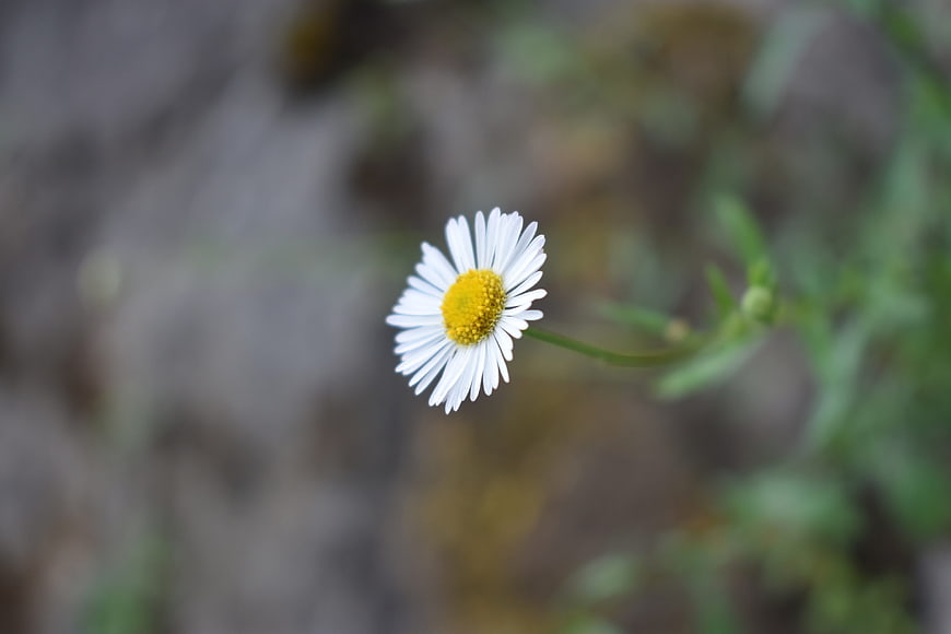 Close-up of a white daisy with yellow center on blurred background