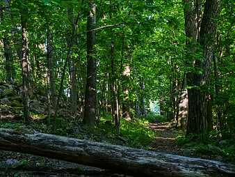 Sunlit Forest Trail with Fallen Log and Green Canopy