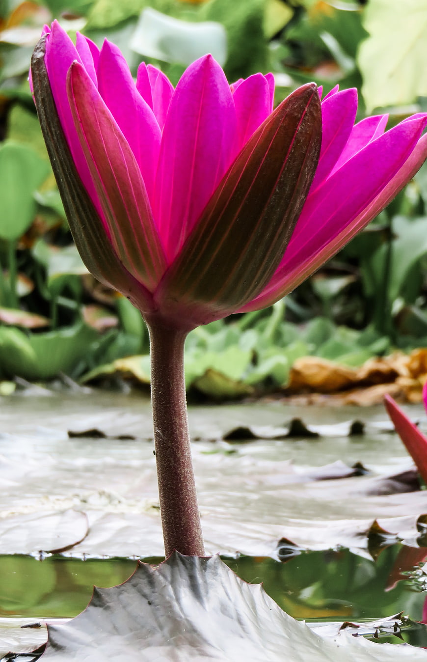 Vibrant Pink Water Lily Bloom Close-Up in Pond