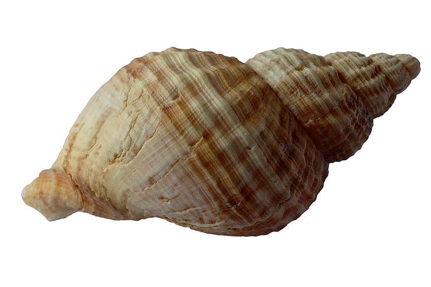 Brown and white striped seashell on white background