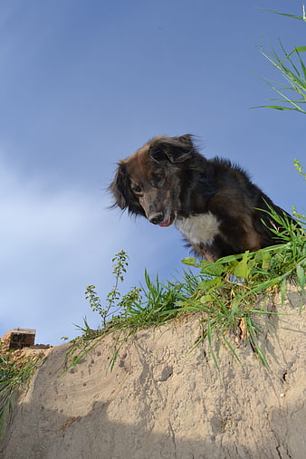 Curious brown dog looking down from grassy hill against blue sky