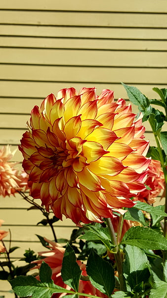 Vibrant yellow and red dahlia flower close-up