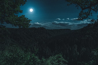 Full Moon Over Dark Forest Landscape at Night