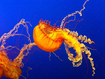 Vibrant Orange Jellyfish Swimming in Deep Blue Ocean Water