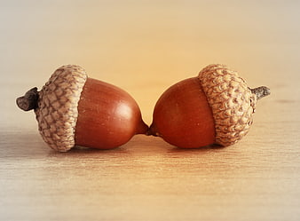 Two Acorns Touching on Wooden Surface