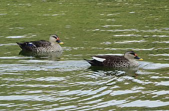 Two Spot-billed Ducks Swimming in Green Pond Water