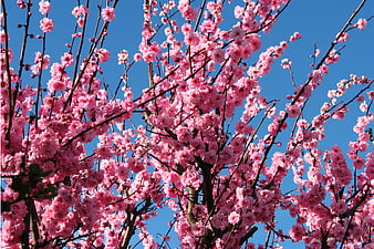 Pink cherry blossoms against a clear blue sky