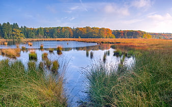 Serene Autumn Wetland with Colorful Forest Reflections