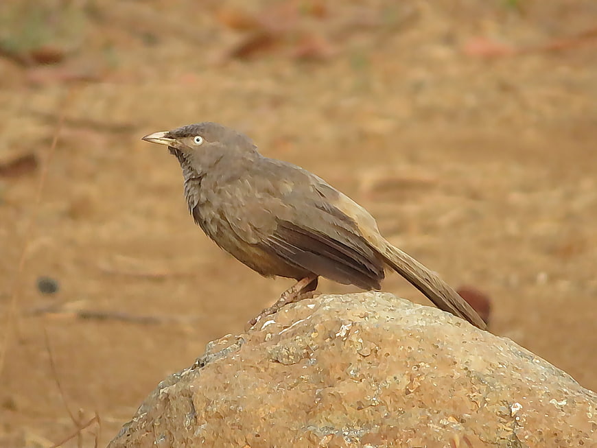 Jungle Babbler Bird Perched on Rock in Natural Habitat