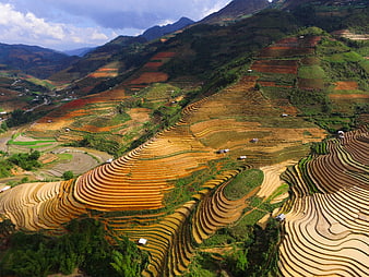 Aerial View of Golden Rice Terraces in Mountainous Landscape