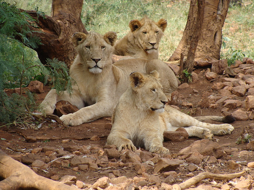 Three young lions resting under a tree in the savanna