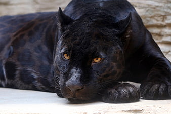 Close-up portrait of a resting black panther with intense amber eyes