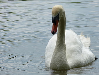 White Swan Swimming in Calm Lake Water