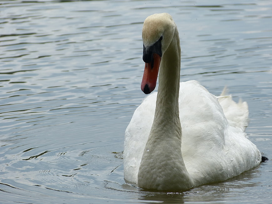 White Swan Swimming in Calm Lake Water