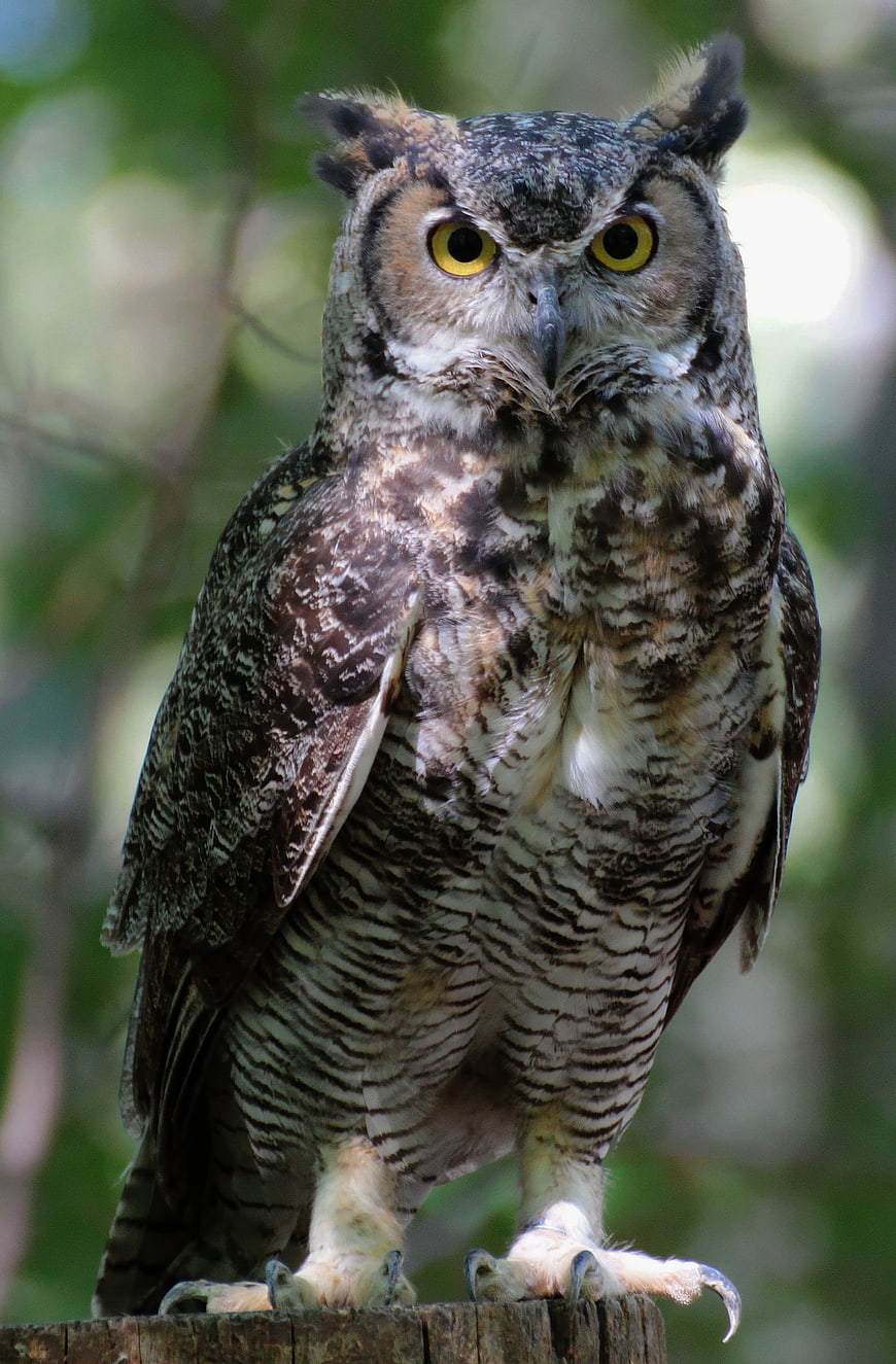 Close-up portrait of a Pharaoh Eagle Owl perched on a wooden post