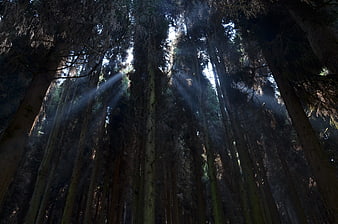 Sunbeams shining through tall pine trees in a dark forest