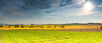 Panoramic Summer Landscape with Green and Golden Fields